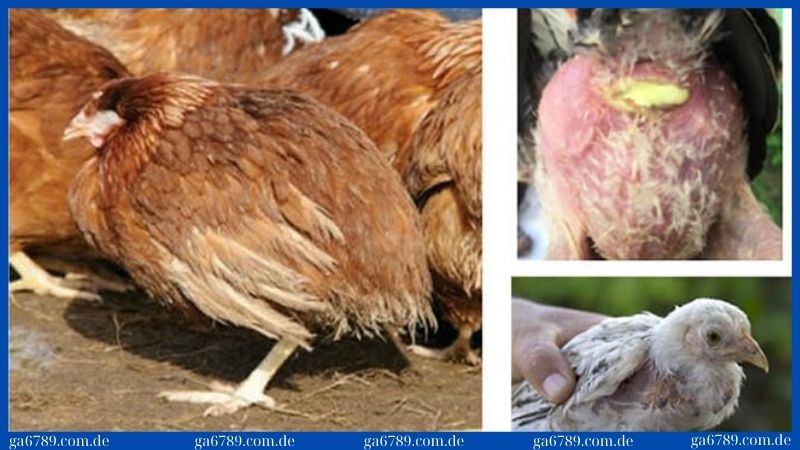 Cách phòng bệnh thương hàn gà hiệu quả