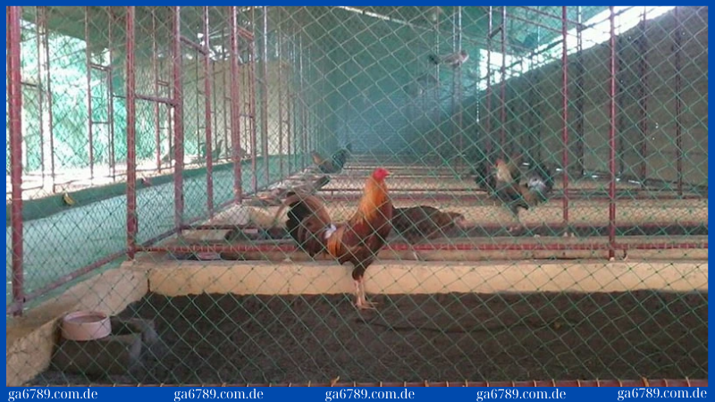 Khi nuôi gà tre anh em cần xây dựng chuồng trại thoáng mát và sạch sẽ