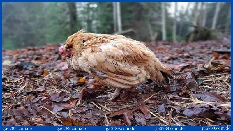 Cách phòng trị khi gà mắc phải bệnh cầu trùng