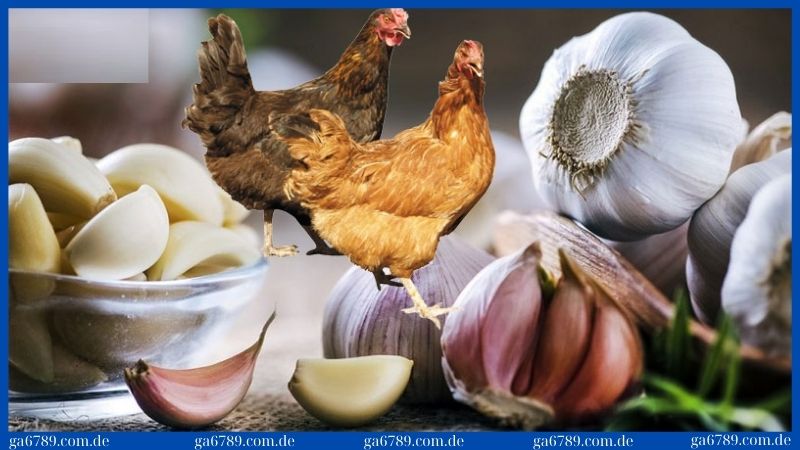 Cách chữa gà chọi bị đi ngoài bằng tỏi hiệu quả