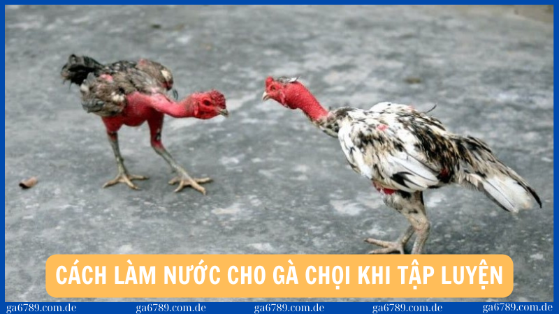 Cách làm nước cho gà chọi đúng kỹ thuật cho chiến kê 2 Cách làm nước cho gà chọi sau mỗi giờ tập luyện