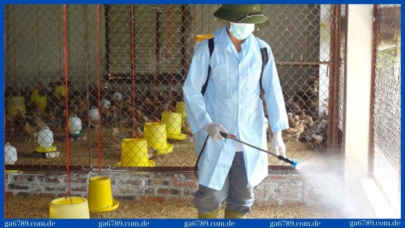 Bệnh newcastle ở gà - Nguyên nhân, triệu chứng và điều trị hiệu quả! 3 Vệ sinh chuồng trại sạch sẽ để phòng chống bệnh newcastle