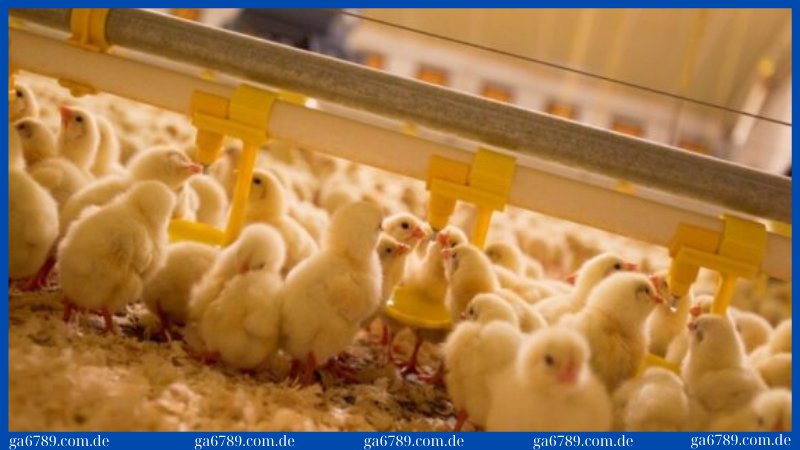 Kỹ thuật úm gà con khỏe mạnh trong chăn nuôi mới nhất 2025 3 Không nên sử dụng máng ăn cao khiến gà con khó với tới