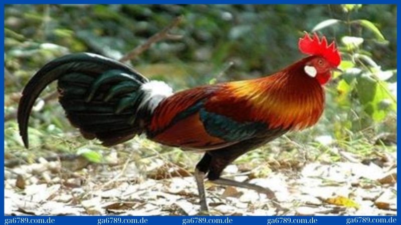 3 lý do nổi bật giúp bạn nên lựa chọn giống gà này 