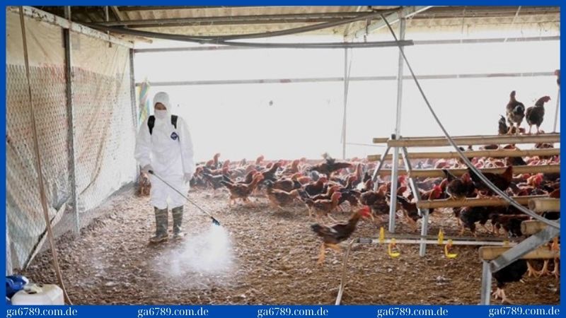 Vệ sinh sạch sẽ chuồng trại để phòng chống bệnh tụ huyết trùng